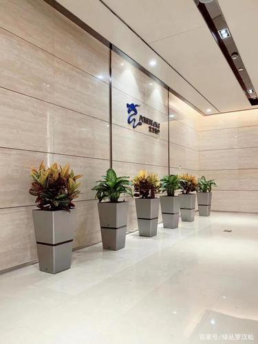 公司前台摆放什么植物(篇章二)——武汉绿丛园林