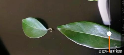 谈谈金弹子灌木乔木及老鸦柿的辨别