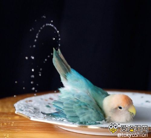 牡丹鹦鹉绿金顶,谁见过?小家伙长得太讨人喜欢了