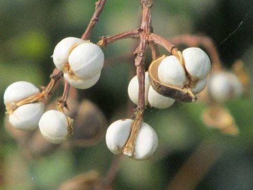 秋寒叶红乌桕树