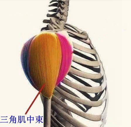 想要拥有宽肩,三角肌中束训练是关键,5个侧平举动作就