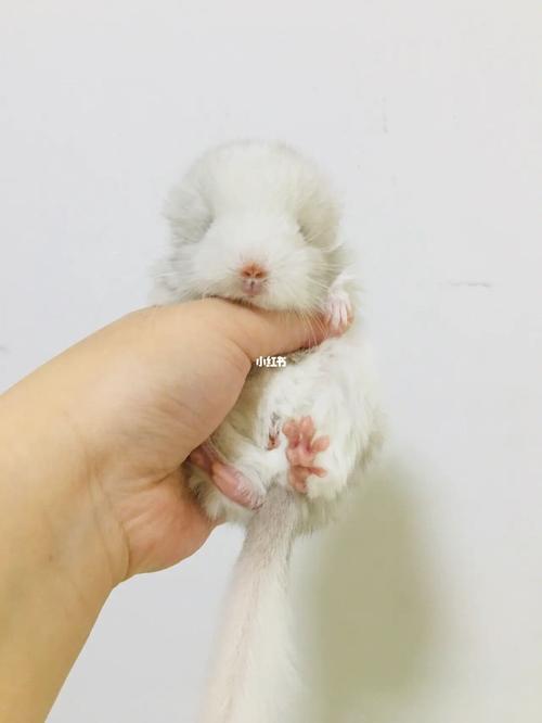 龙猫到底有多大_龙猫_龙猫怎么样_宠物_宠物其他