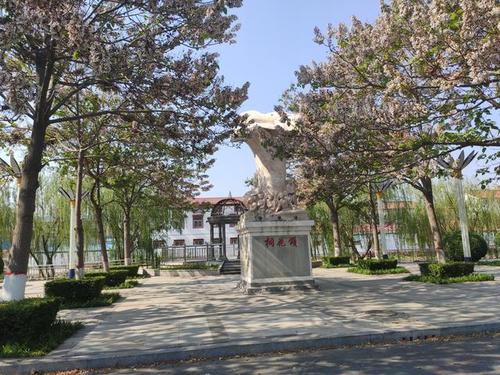 兰考的泡桐随处可见