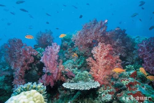 《海底海藻》紫髯伯-协助拍摄