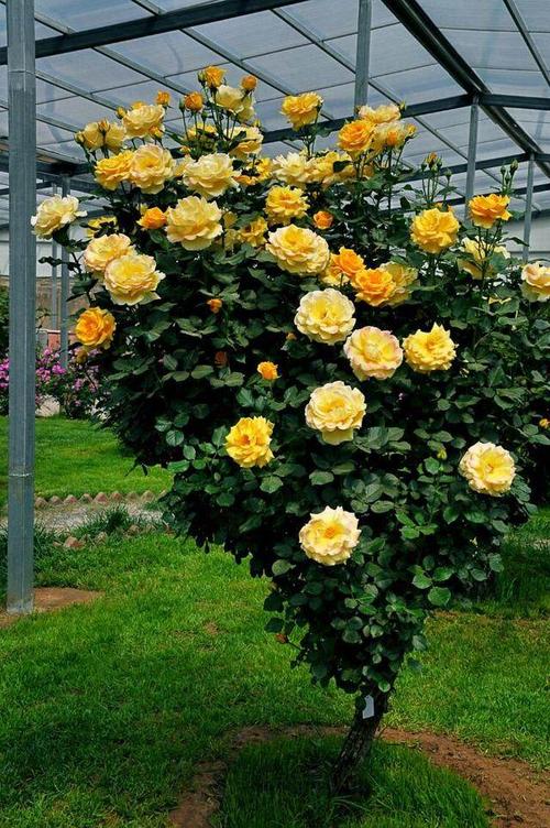 世界最全的月季都在这里!