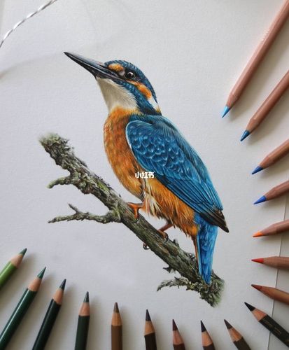 彩铅翠鸟_彩铅_文化_绘画