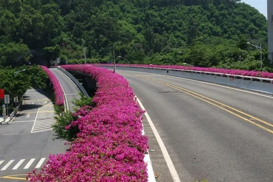 3000株三角梅,15万盆各色草花已就位,为迎接这场盛会