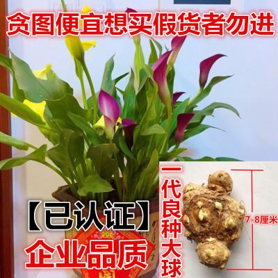 马蹄莲种球 带芽马蹄莲盆栽植物 彩色马蹄莲种根当年开花包活包邮