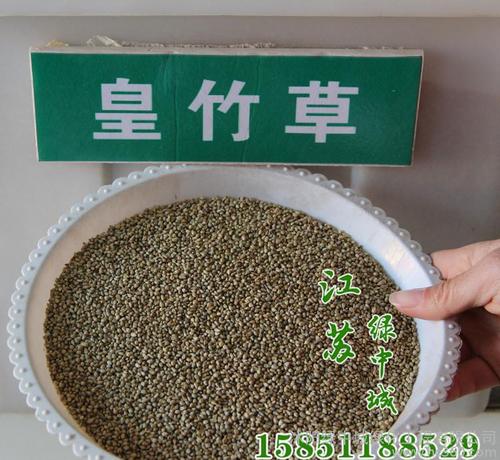 皇竹草牧草种子 皇竹草种.商品大图