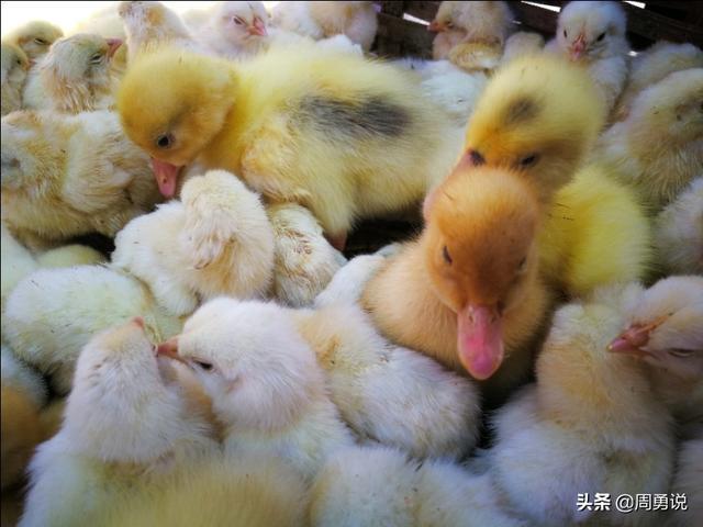 萌萌哒!小鸡,小鸭,小鹅—济南长清大学城赶集随拍