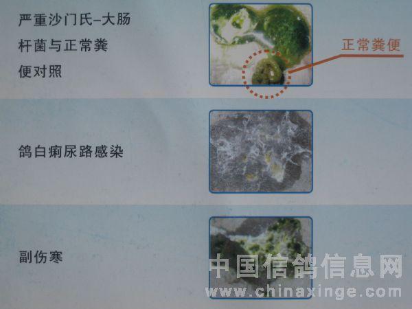 一般为信鸽肠道疾病,这主要是各种肠道疾病导致了信鸽肠粘膜脱落,使鸽