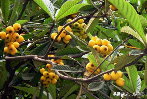 枇杷树几年结果,为何栽种的枇杷树不结果?