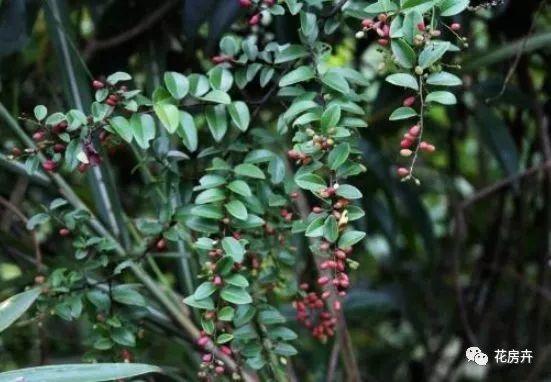 称为"黄鳝藤"的野草,根部内含"黄金",遇到不要错过,很