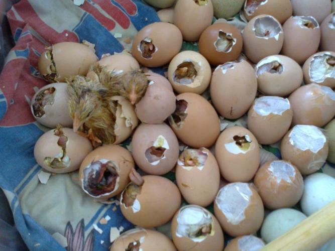 姥姥在大盆子里孵的小鸡仔出生啦,犝犝很高兴