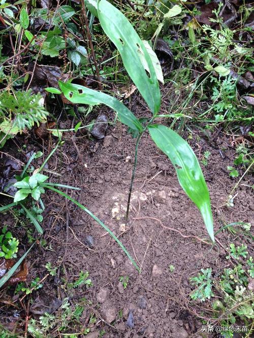 药用植物,具有补脾,润肺生津的作用 图3 家种黄精每年三月份出土幼苗