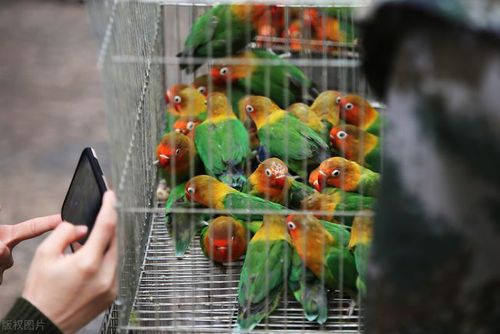 河南郑州市动物园,近万只"大嗓门"费氏牡丹鹦鹉安家生态鸟语林