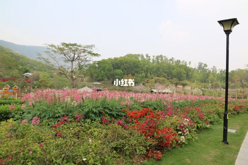 深圳簕杜鹃谷公园之幼儿园春游记_幼儿园_游记_拍照_簕杜鹃谷公园_遛