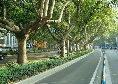 城市绿化树木种类介绍