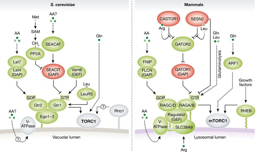 nutrient sensing and tor signaling in yeast and mammals