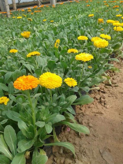 请问这是什么植物