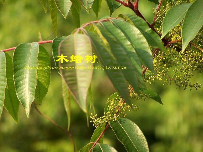 老蒋草木园(244) ------ 木蜡树和毛漆树