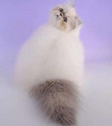 第七名,喜马拉雅猫,融合了波斯猫的轻柔妩媚,暹罗猫的聪明和温雅