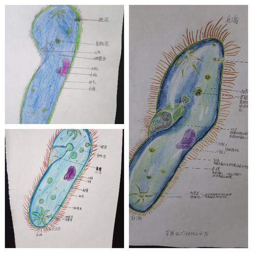 学生绘制的草履虫结构图,很形象和生动.