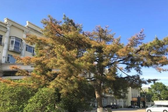 从采煤工到煤炭部长,最精彩的人生,宾馆里的小"博物馆"_鹤岗