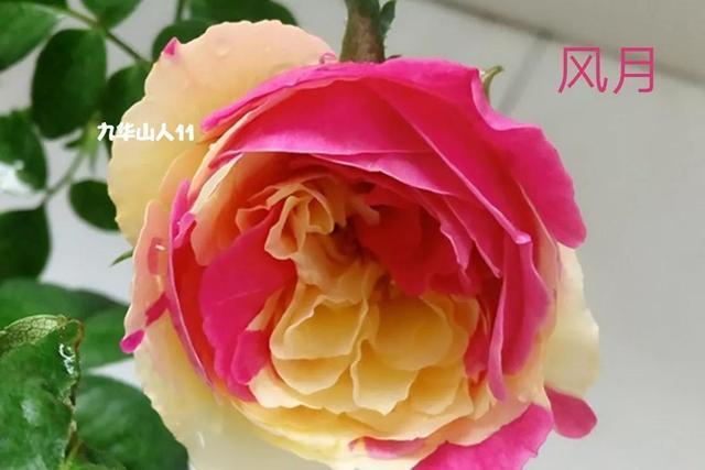 漂亮的玉兔/优雅长裙/玉兔:株高120厘米,花径儿厘米以上,粉色浓香,多