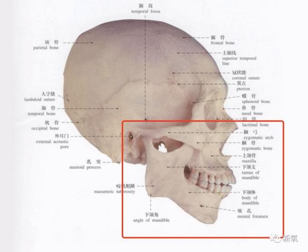 出现苹果肌下垂堆积,下颌角术后有可能出现下颌缘轮廓线模糊,颏部缩短