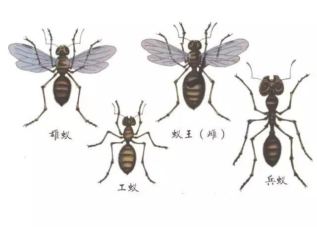 蚂蚁的秘密 | 共同体