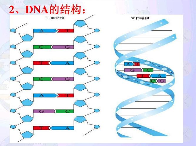 必修2一轮复习dna分子的结构与复制(一轮复习)答案ppt