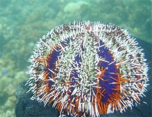 海洋底栖动物有哪些 包含哪些类群