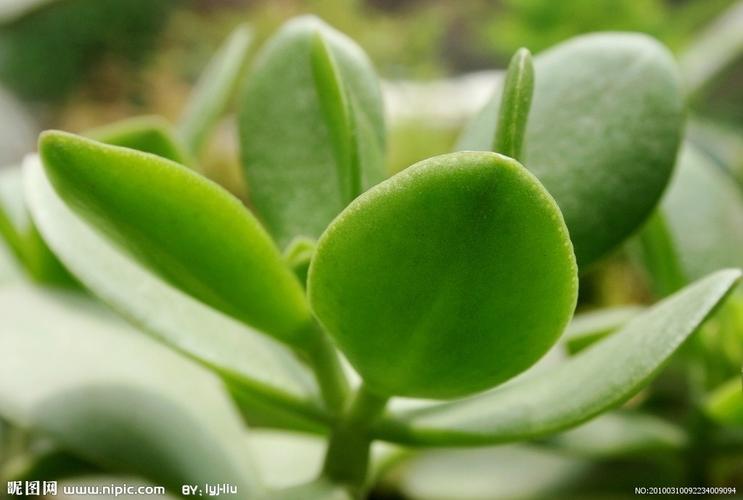 请教花卉大神,图片上的这株花叫什么名字? 不开花,叶片肥厚.