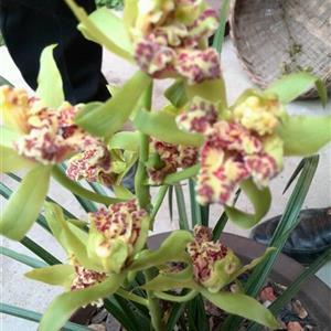 下山蕙兰新花牡丹,青杆青花,狮子头