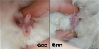 有人知道兔子如何分公母吗?发个图片吧!