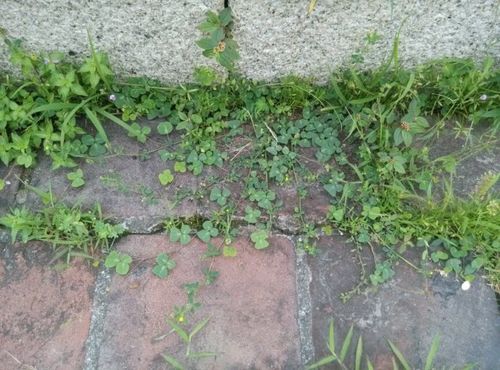 大厦门动植物记录之铺地蝙蝠草