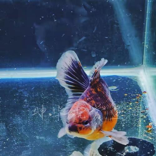 进口百褶泰狮金鱼精品f1原种麒麟宽尾鱼活体狮子头冷水淡水招财鱼