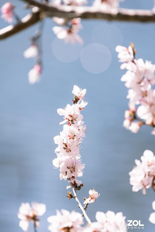 春天樱花这么拍刷爆朋友圈