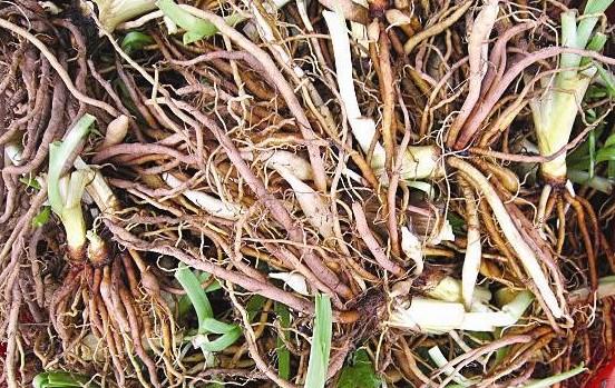 黄花根的图片(2)