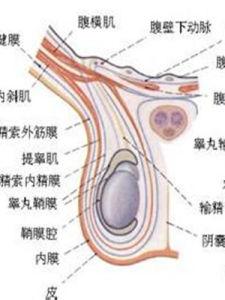 阴囊