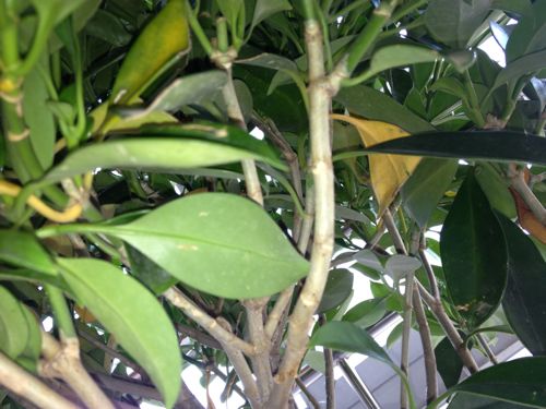 非洲茉莉常见病虫害及防治方法