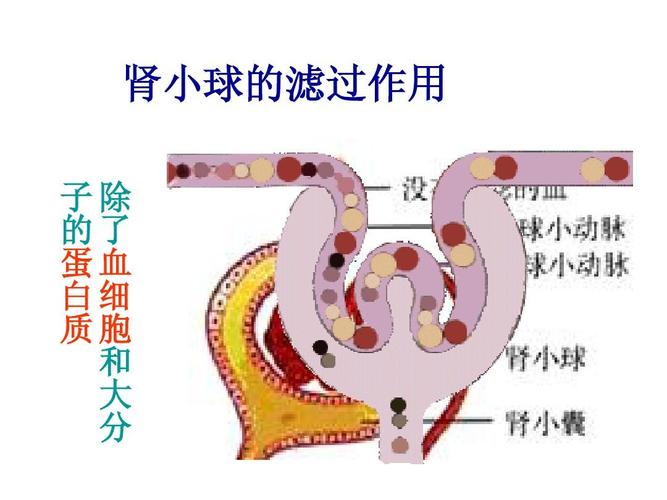 肾小球的滤过作用 子除 的了 蛋血 白细 质胞 和 大 分