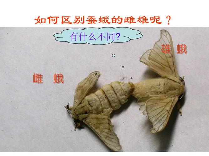 如何区别蚕蛾的雌雄呢? 有什么不同?