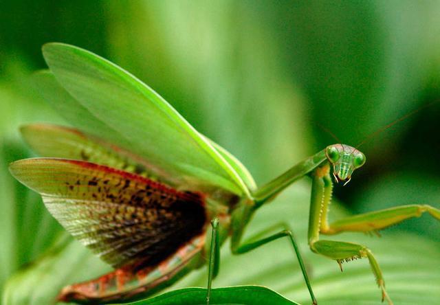 200公斤的螳螂和200公斤的老虎哪个更厉害