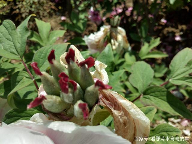 牡丹花结出来的果实,牡丹籽.—菏泽百花园所见.