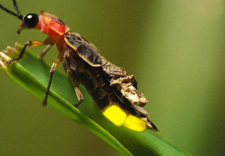 这就是梦想中的田园生活呀,邀你一起守护萤火虫的.