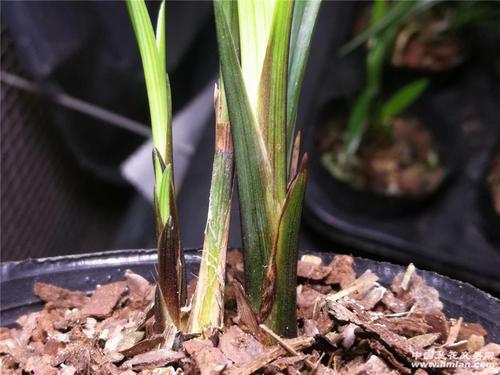 春剑红芽小顿尖13号