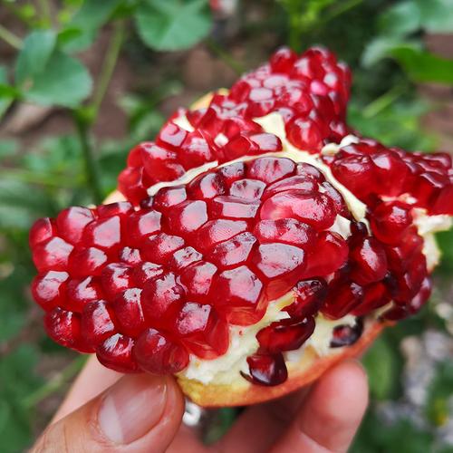 云南会泽盐水软籽石榴礼盒装特超大果孕妇水果突尼斯无籽红宝石榴
