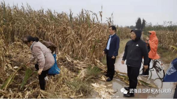 豆村镇:排水抢收力保秋粮粒粒归仓